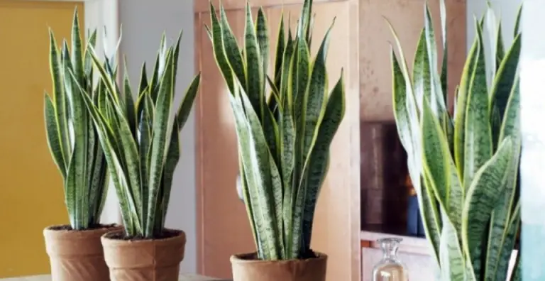 Sanseveria: De ideale slaapkamerplant