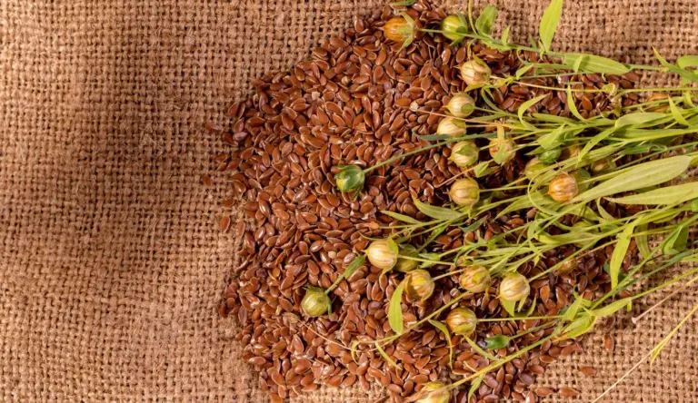 De voordelen van lijnzaad: waarom is het de moeite om op te nemen in je dieet?